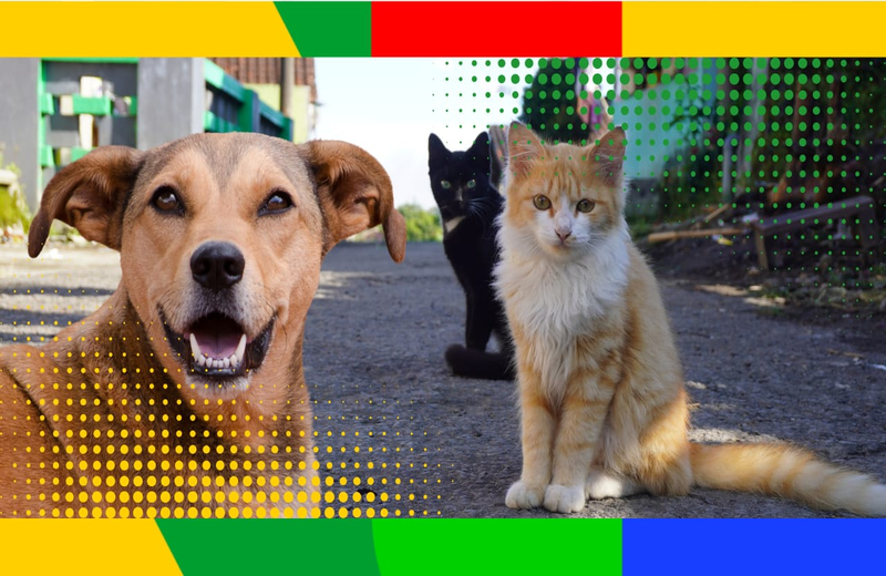 Imagem do curso: Capacitação para a Construção dos Planos Municipais de Manejo Populacional Ético de Cães e Gatos