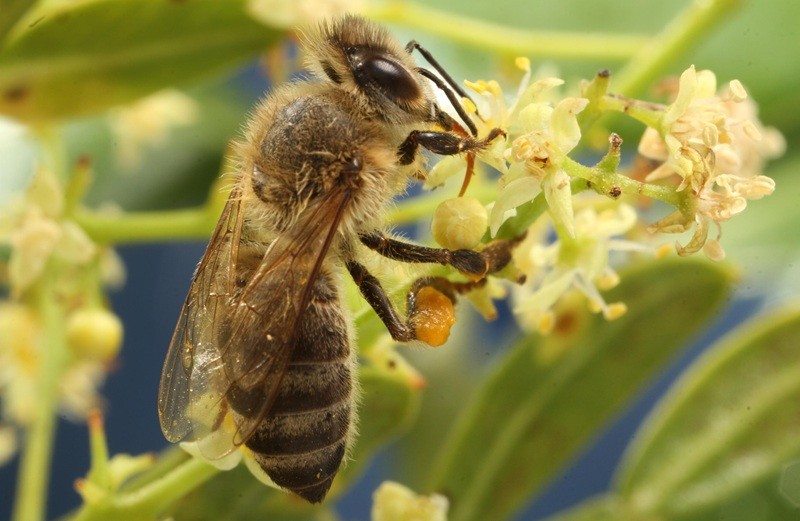 Imagem do curso: Meliponicultura urbana